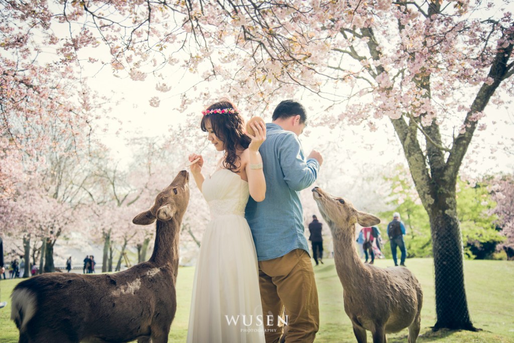 京都奈良自助婚紗 野餐受到小鹿攻擊 櫻花季最棒的旅行 鴨川雪柳日本婚紗&nbsp;京都旅拍摄影师